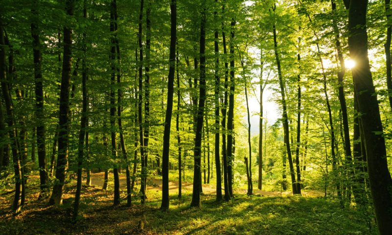 林业森林 Sustainable Forest